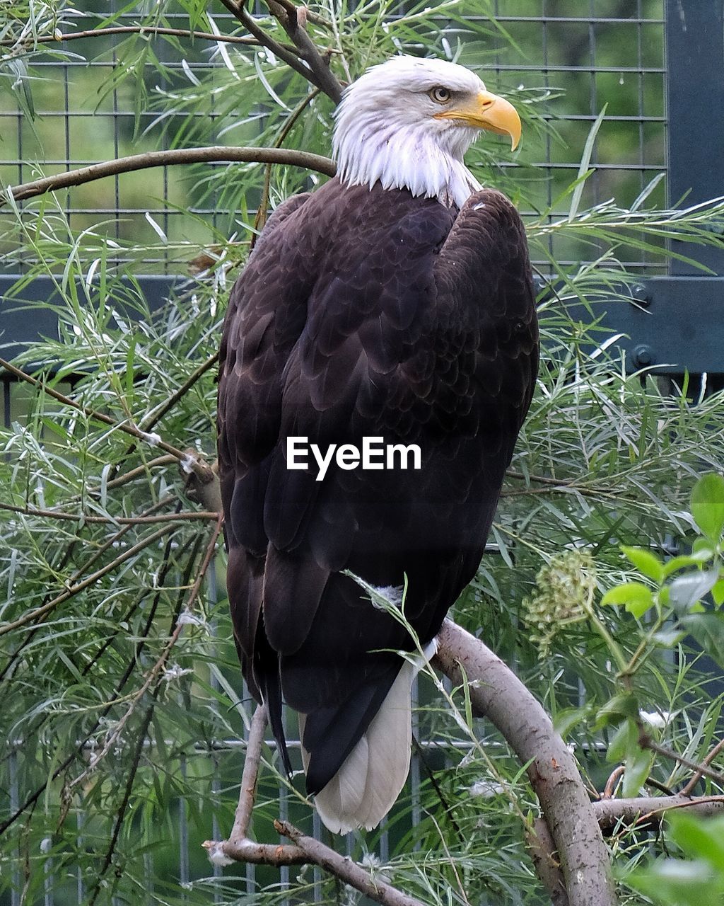 CLOSE-UP OF EAGLE PERCHING ON GRASS