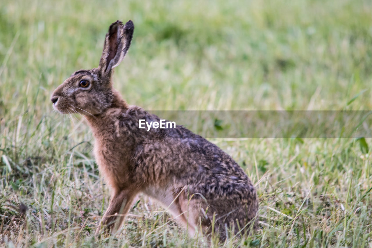 DEER ON GRASS