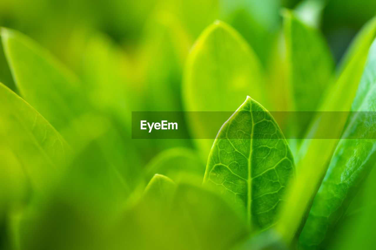 FULL FRAME SHOT OF FRESH GREEN PLANT