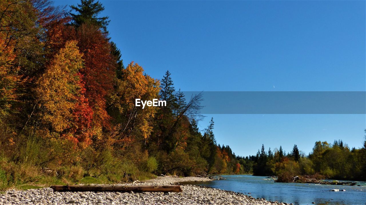 Scenic view of river in forest against clear blue sky