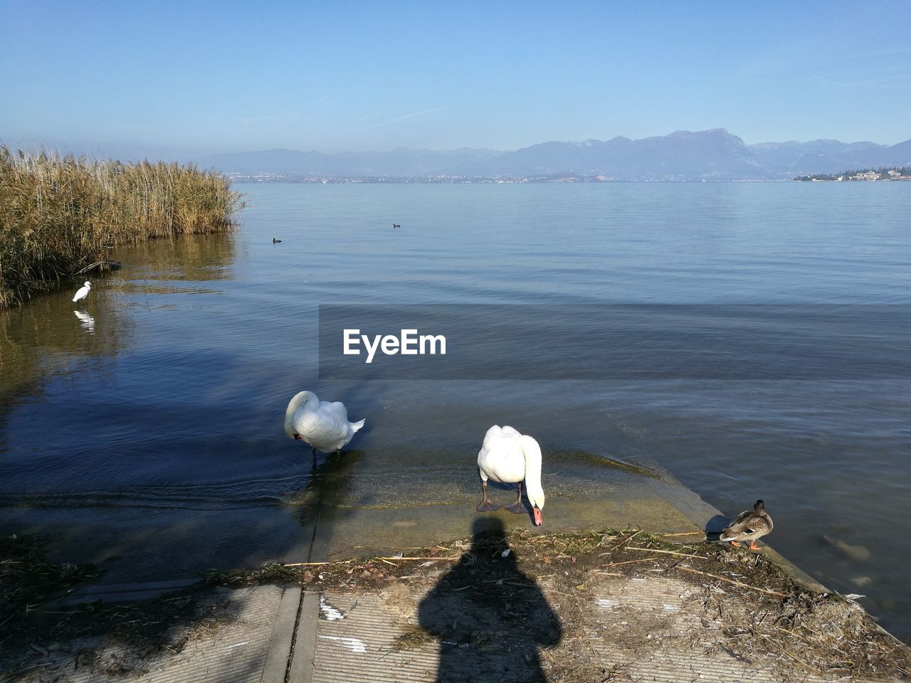 HIGH ANGLE VIEW OF SWANS ON LAKE