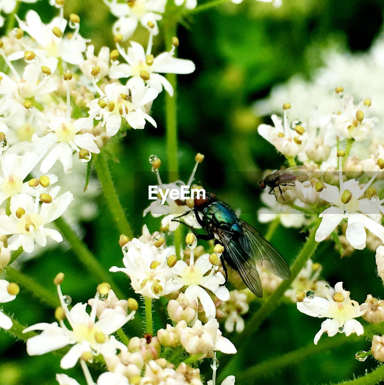 Close-up of insects on white flowers