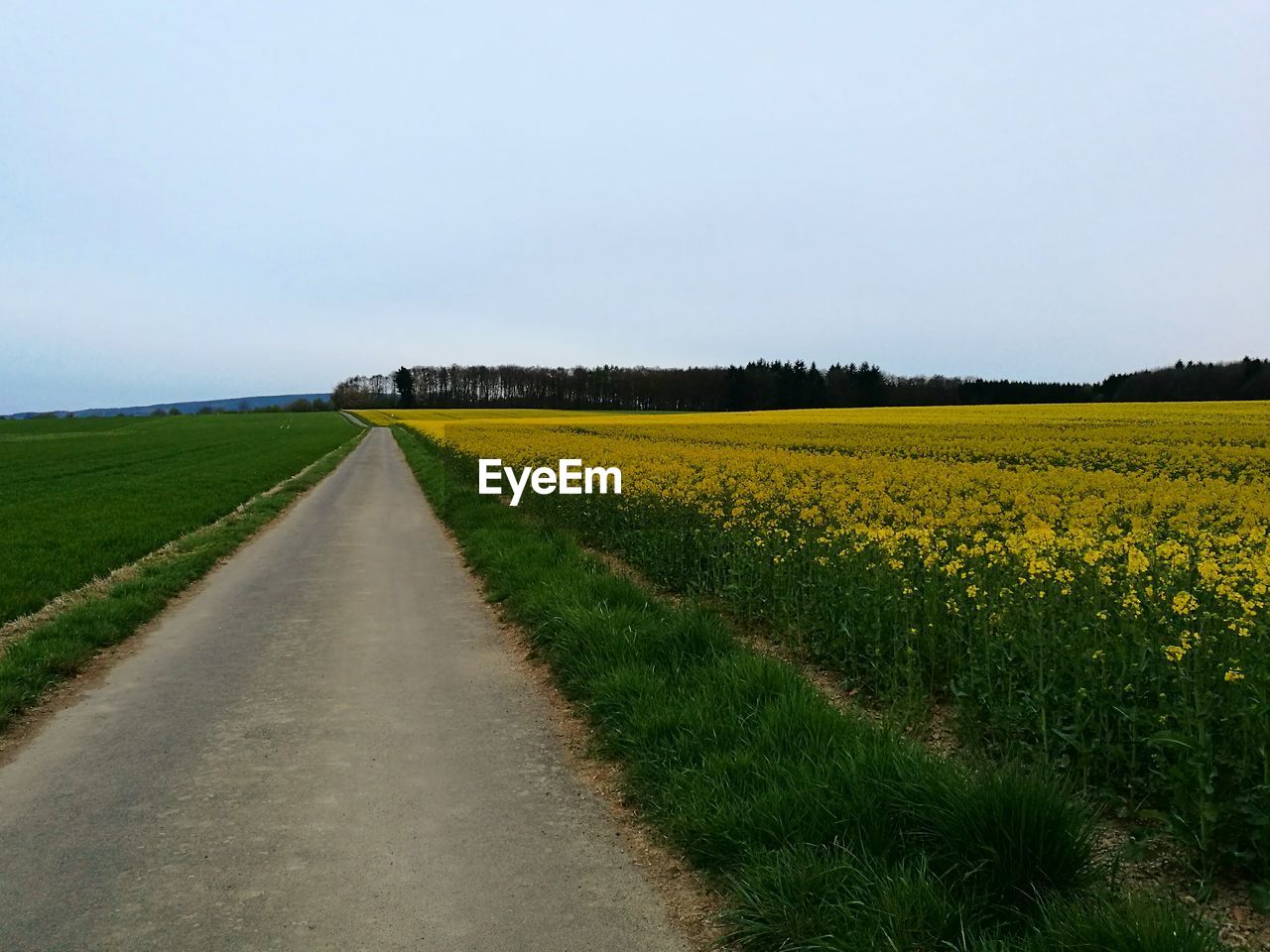 VIEW OF YELLOW FLOWERS GROWING IN FIELD