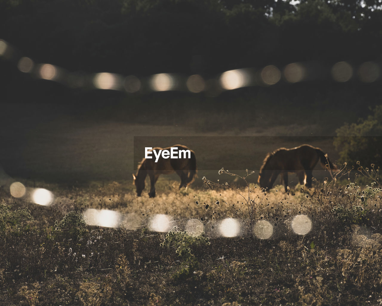 horses on field at night