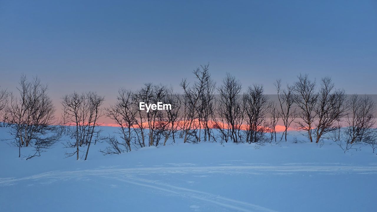 Bare trees on snowy field against clear sky