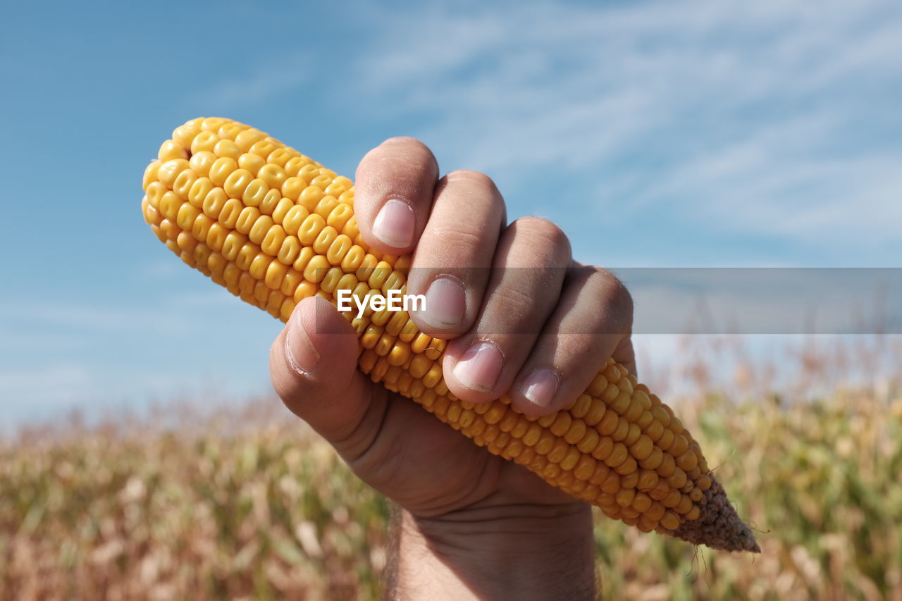 Cropped hand of man holding sweetcorn on field