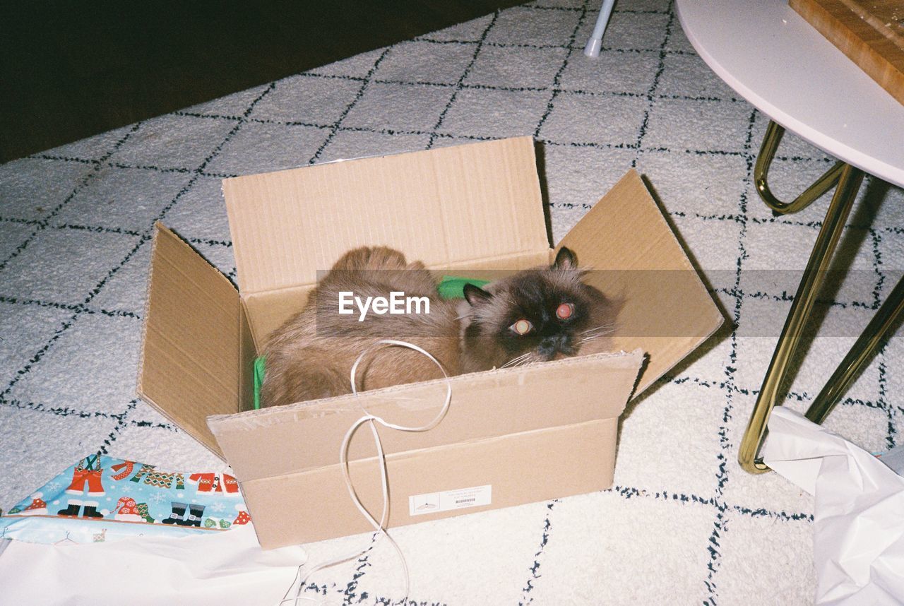 High angle view of cat in box