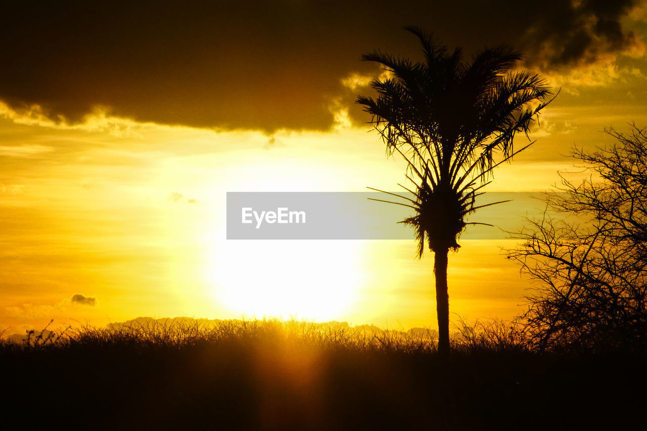 Silhouette trees on field against sky during sunset