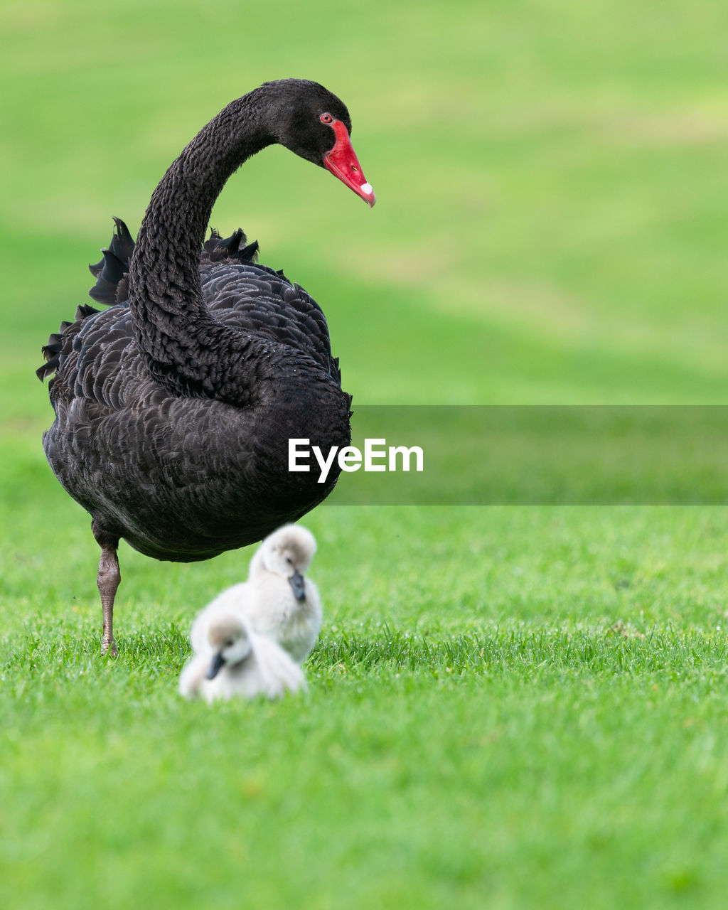 Proud black swan looking out for out-of-focus baby cygnets on grass. vertical format.