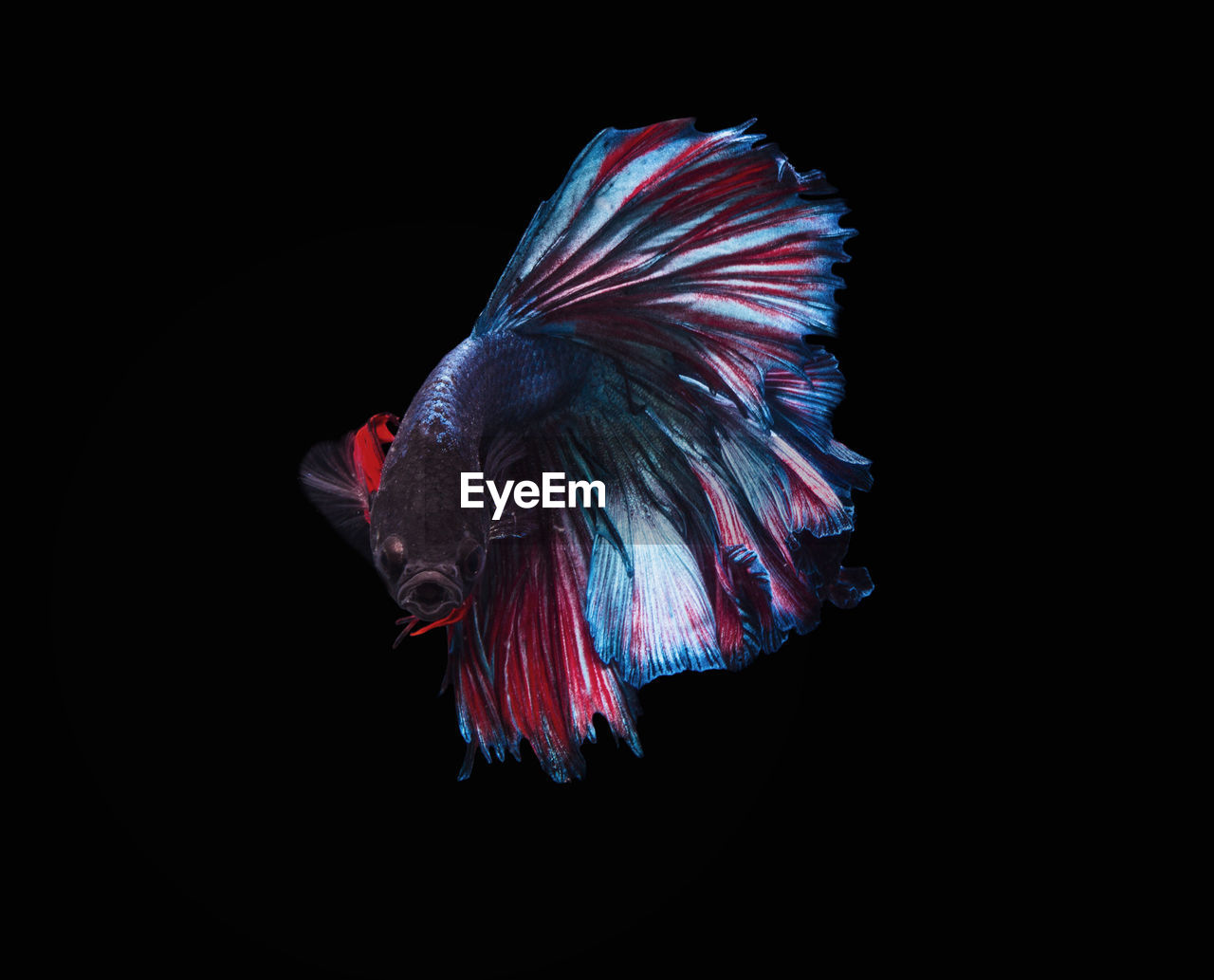 Close-up of siamese fighting fish over black background