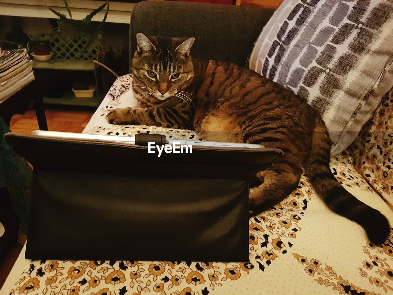 CAT SITTING IN A DOMESTIC ROOM