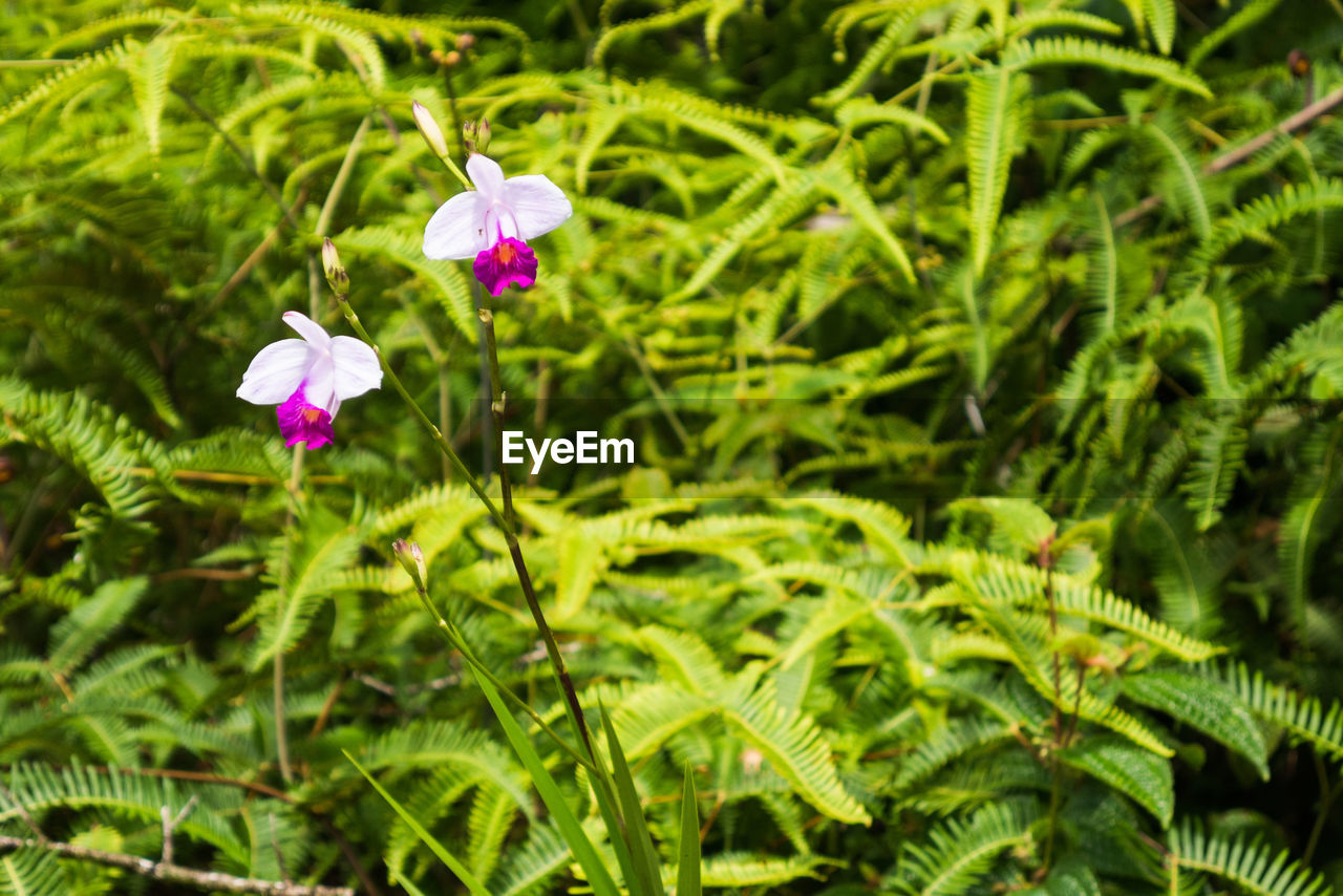 PURPLE FLOWER BLOOMING IN FIELD