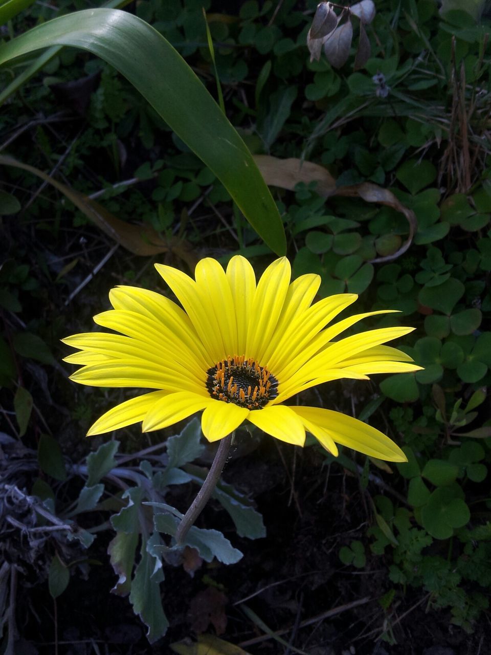 High angle view of yellow gazania blooming outdoors