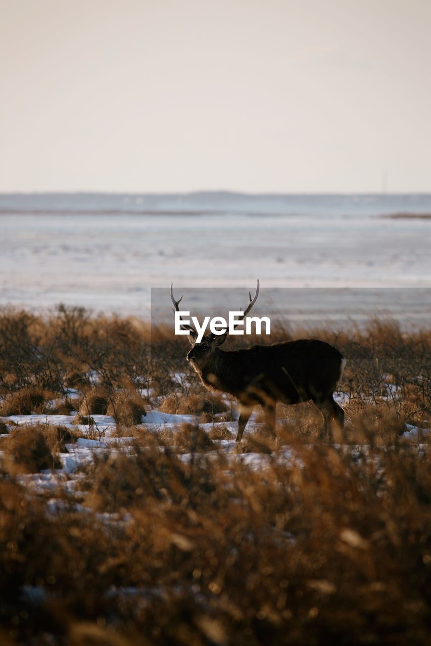 Deer against sky during sunset