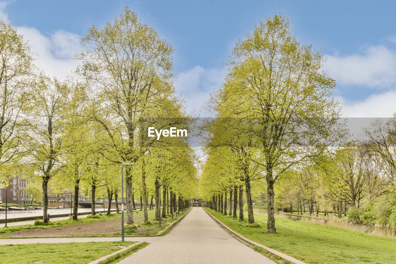 road amidst trees against clear sky