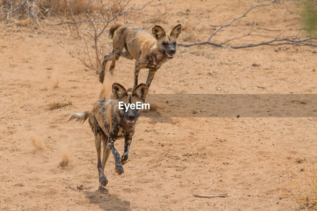 TWO DOGS RUNNING ON LAND