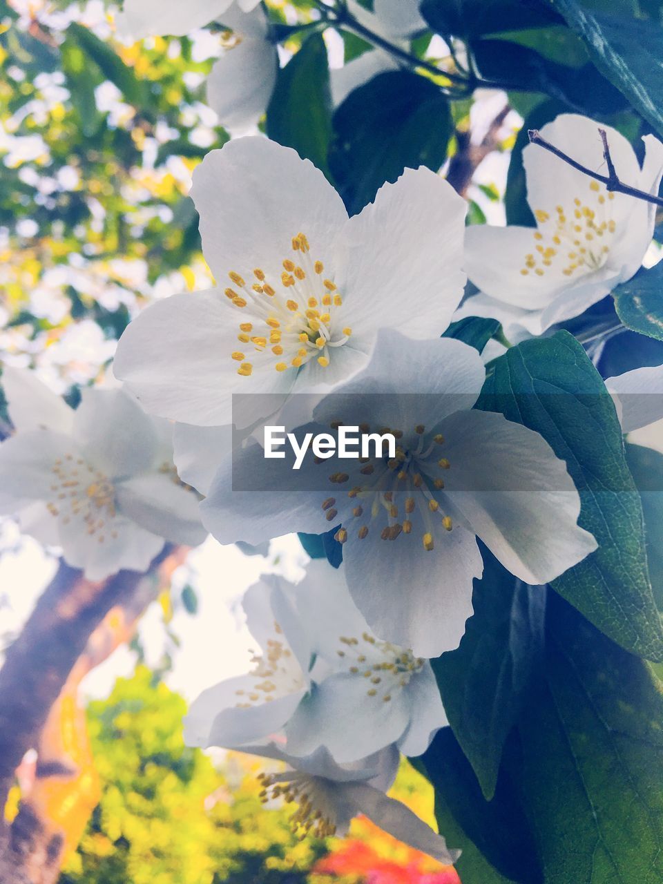 CLOSE-UP OF WHITE FLOWERS BLOOMING OUTDOORS