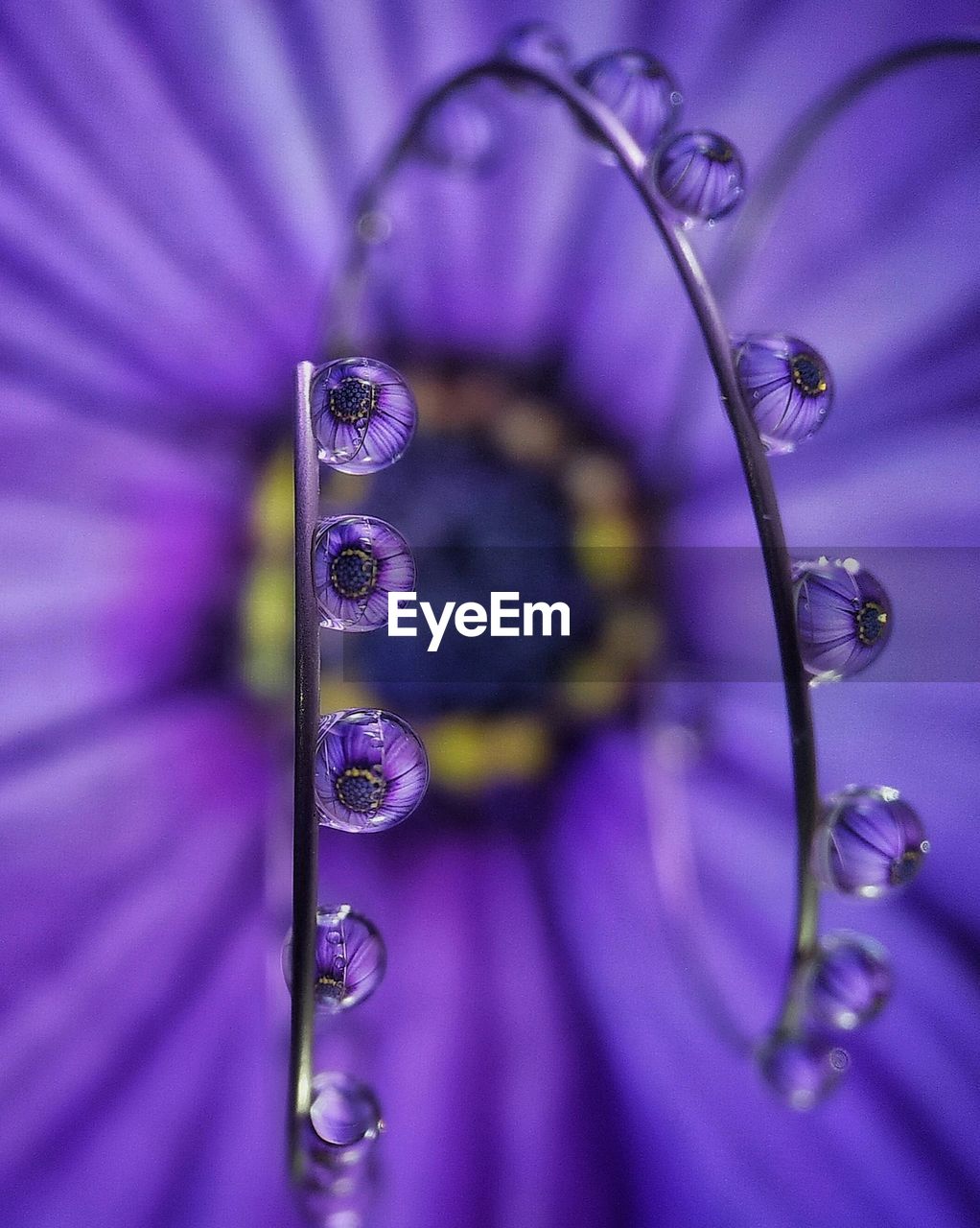 CLOSE-UP VIEW OF PURPLE LEAF