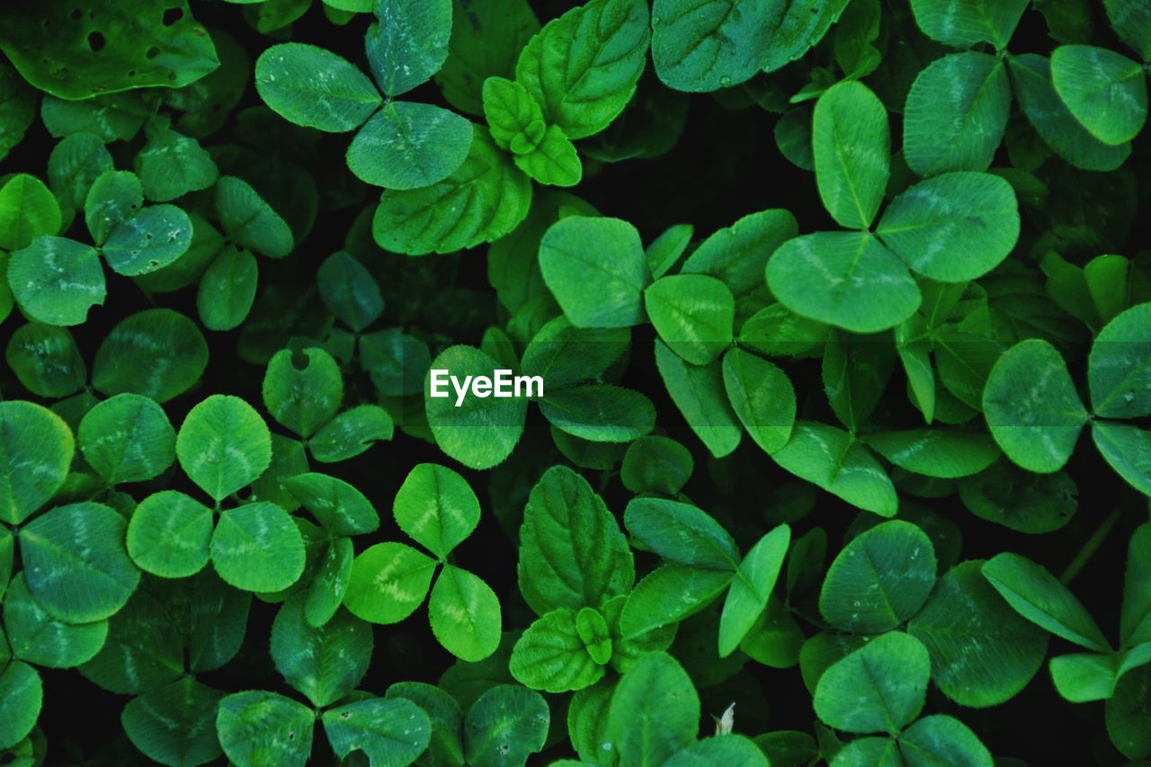 Full frame shot of raindrops on leaves