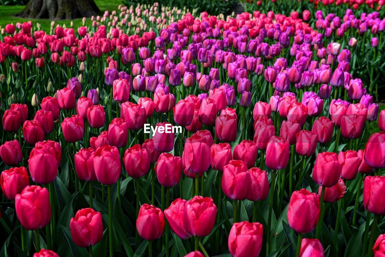 Full frame shot of pink tulips on field