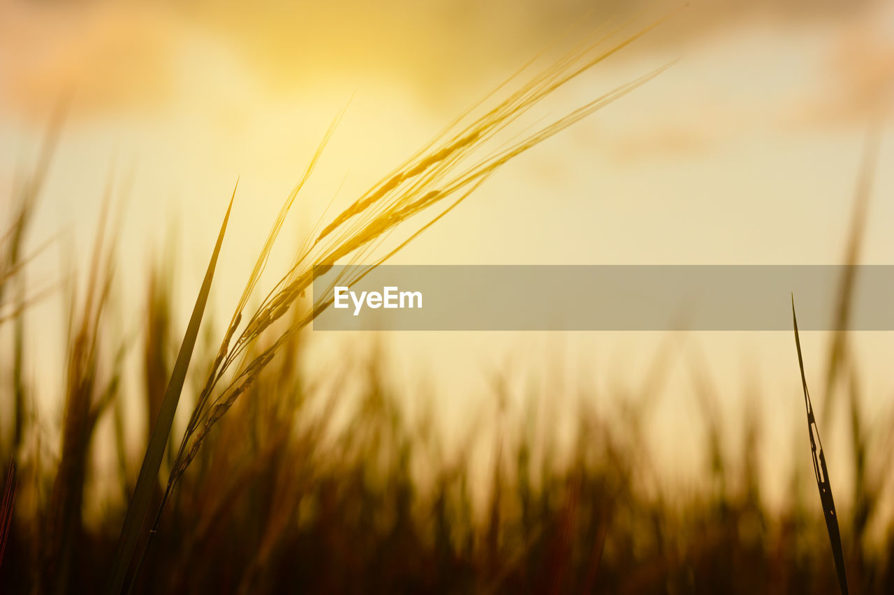 CLOSE-UP OF WHEAT FIELD