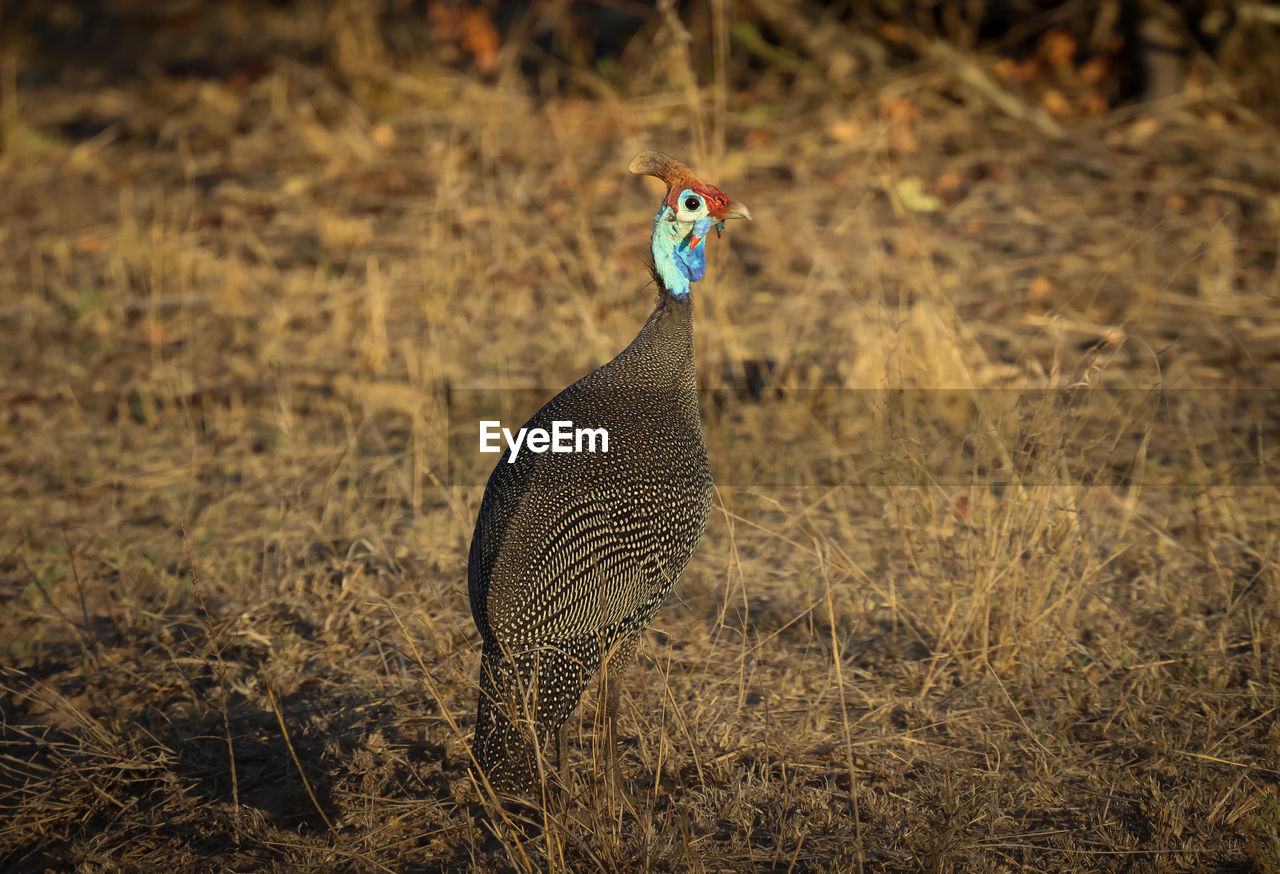 animal, animal themes, animal wildlife, wildlife, nature, prairie, one animal, bird, no people, land, grass, field, beauty in nature, plant, outdoors, focus on foreground, day, safari, full length