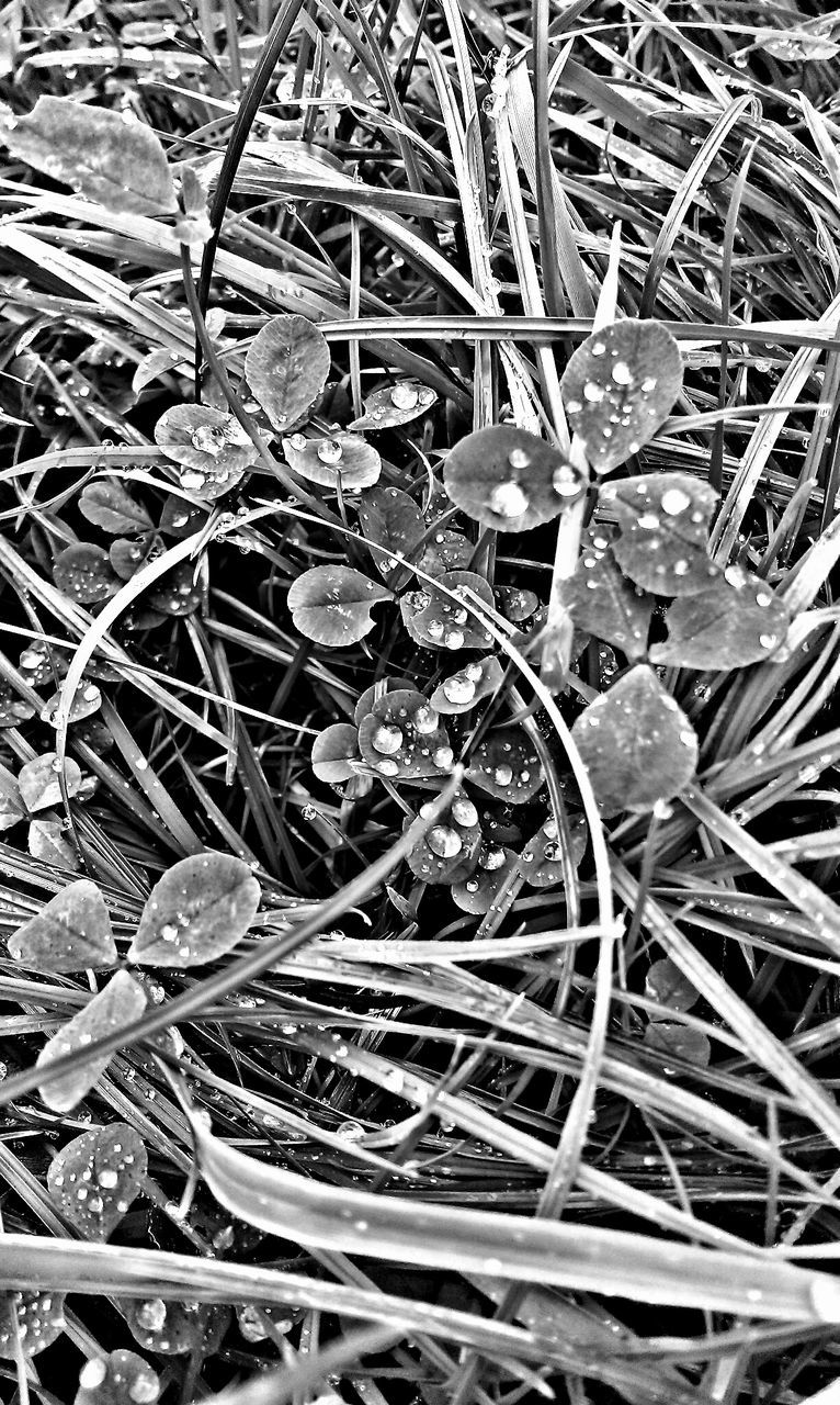 High angle view of frozen leaves