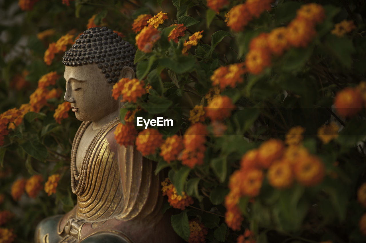 Close-up of buddha statue against flowers