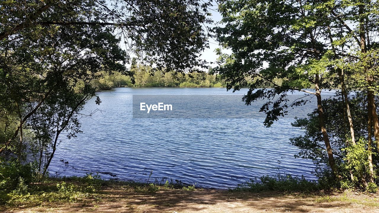 SCENIC VIEW OF LAKE BY TREES IN FOREST