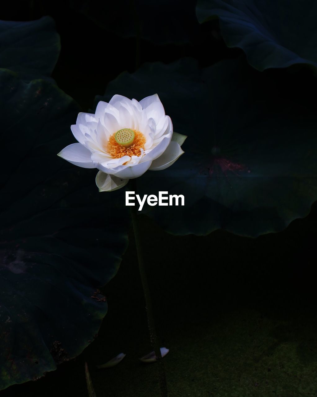 CLOSE-UP OF WHITE FLOWER BLOOMING OUTDOORS