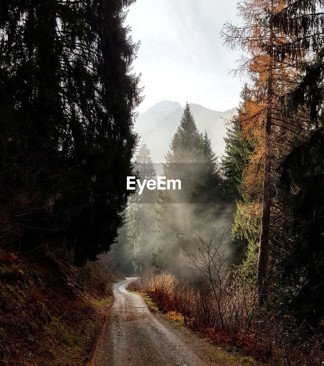 Road amidst trees in forest against sky