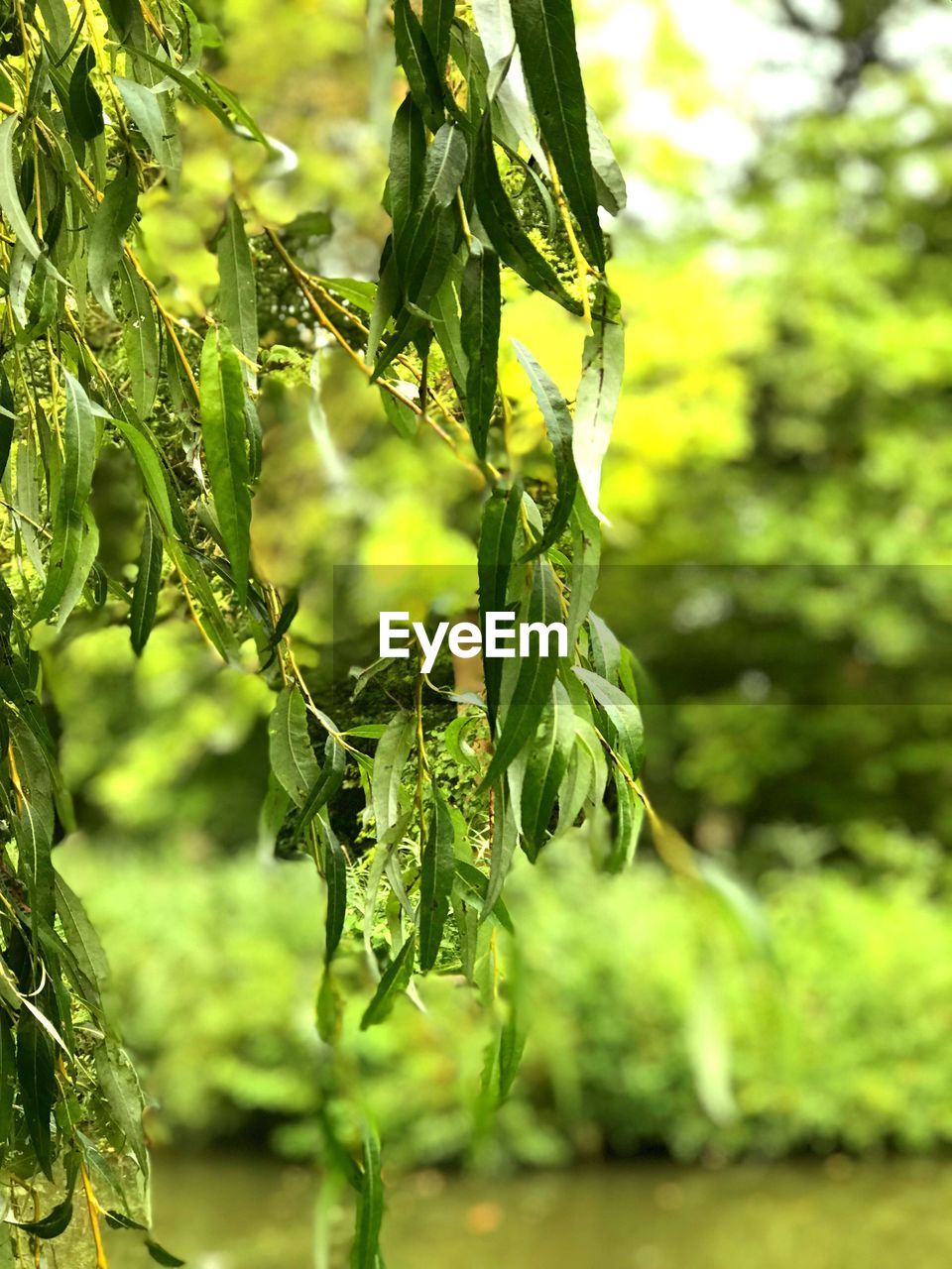 CLOSE-UP OF FRESH GREEN PLANT IN PARK