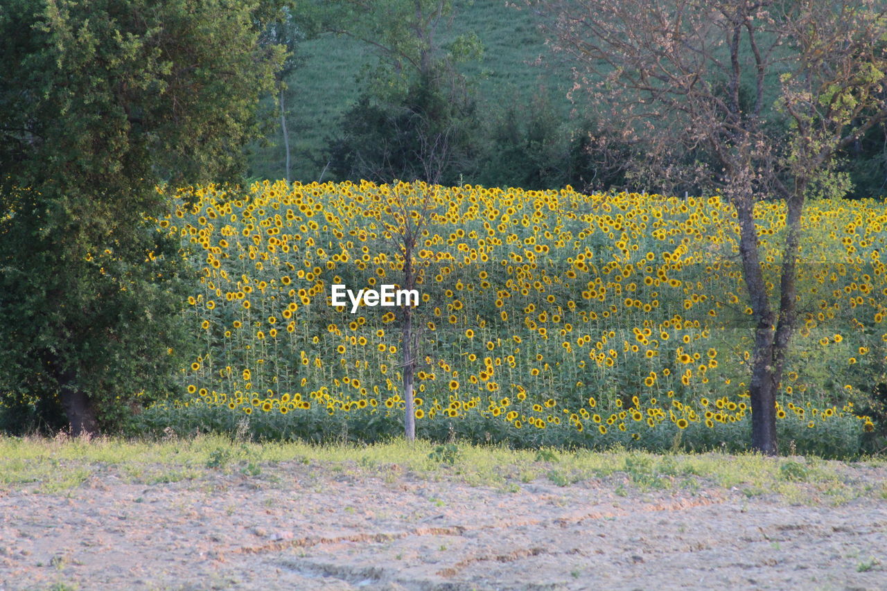 Scenic view of field