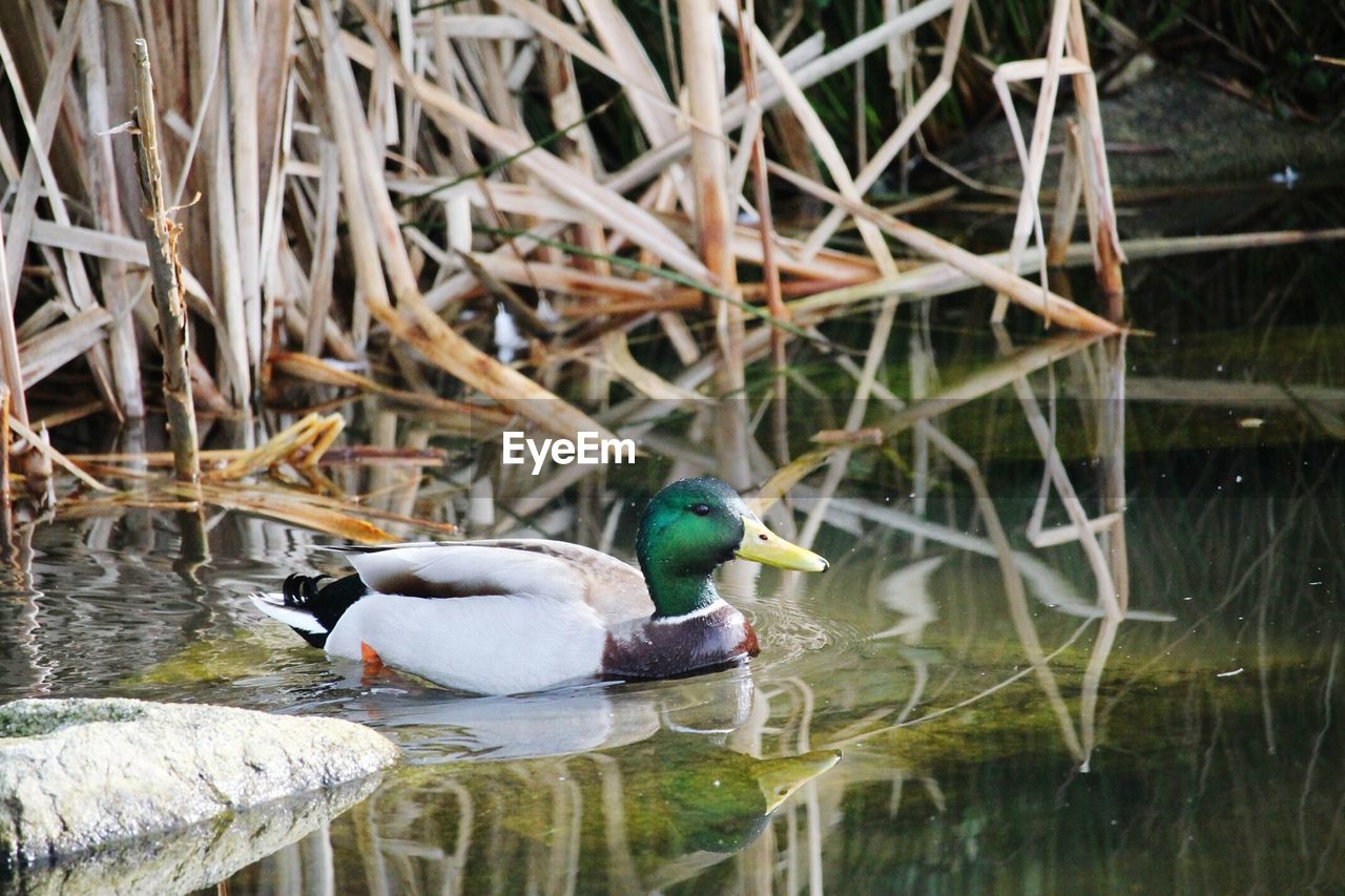 Side view of duck in lake