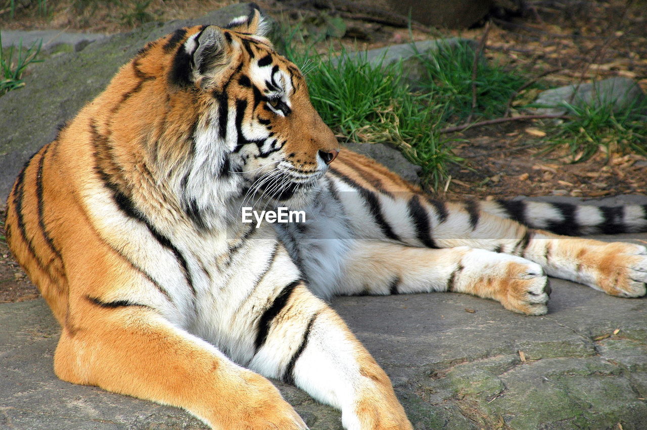 CAT LYING IN ZOO