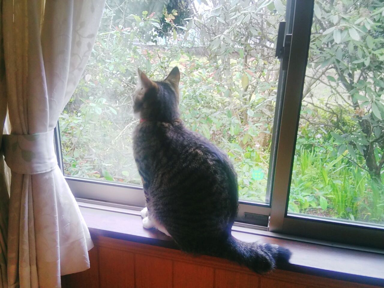 WHITE CAT LOOKING THROUGH WINDOW