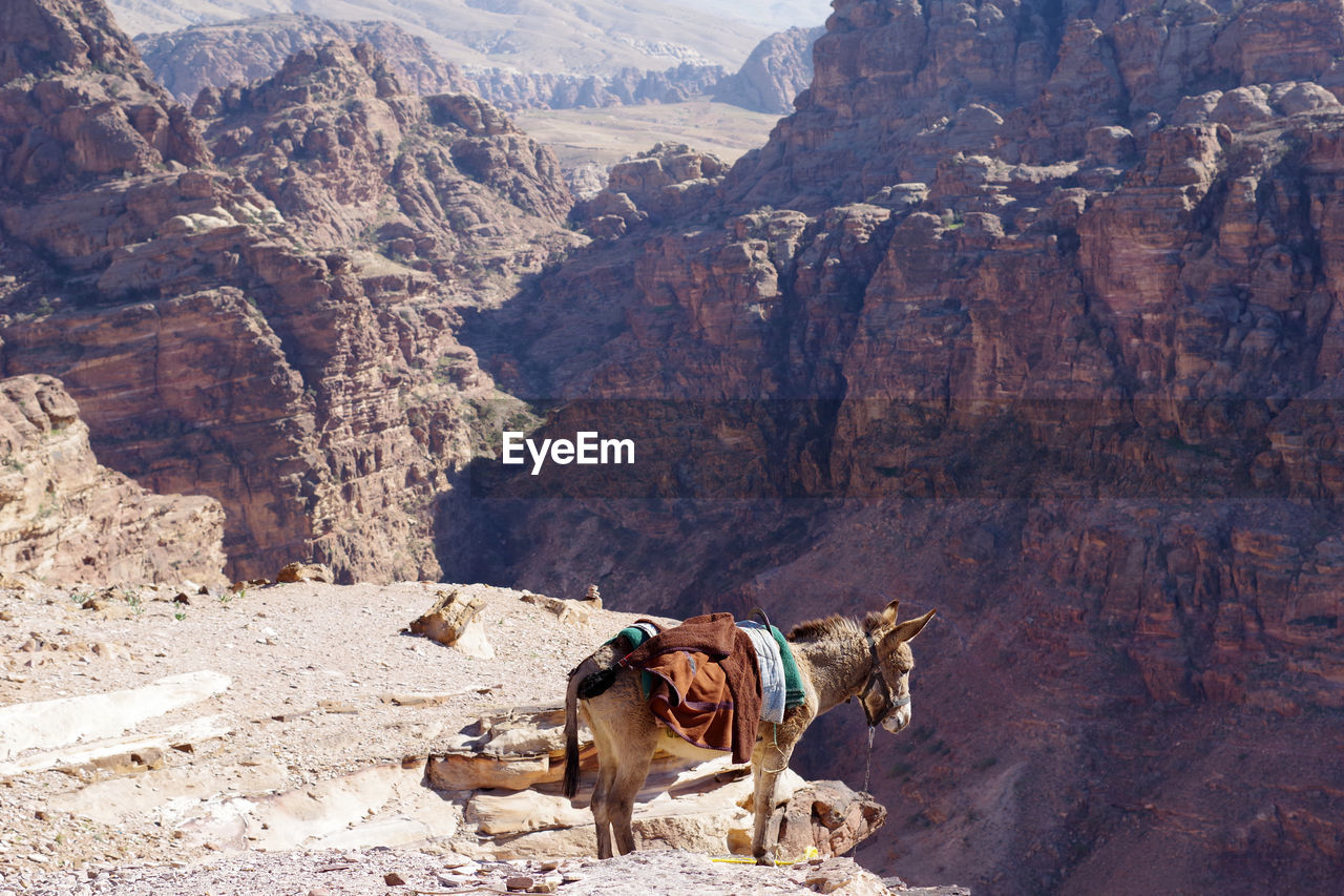 View of a donkey on rock