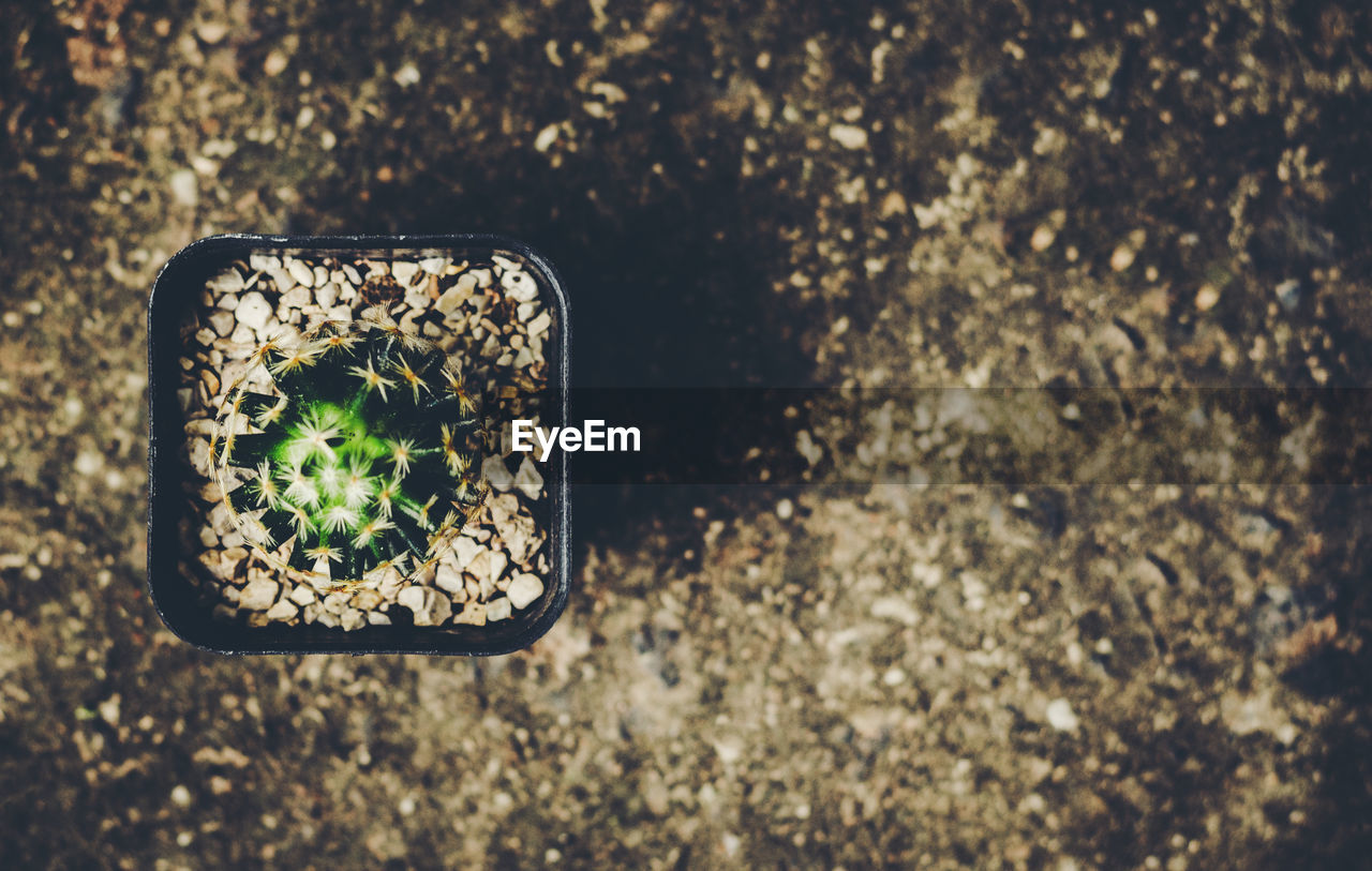 HIGH ANGLE VIEW OF PLANT ON GROUND