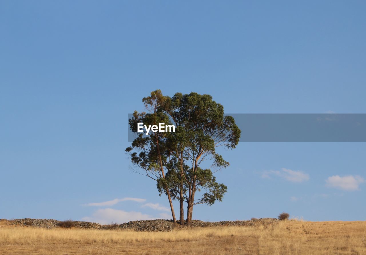 Tree on landscape against blue sky