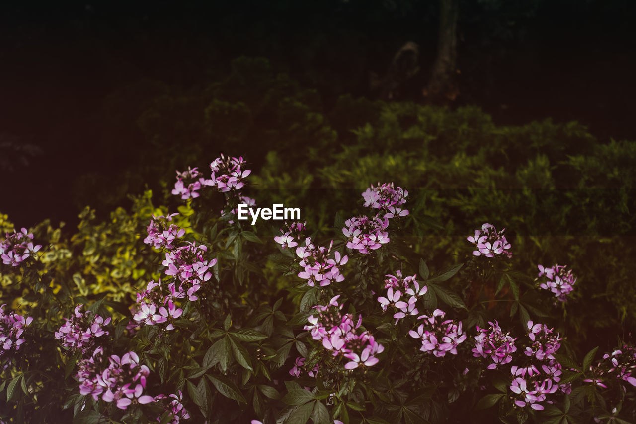 Close-up of flowers blooming outdoors