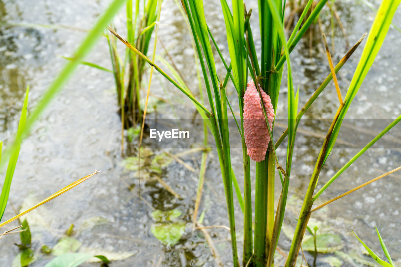 CLOSE-UP VIEW OF GRASS