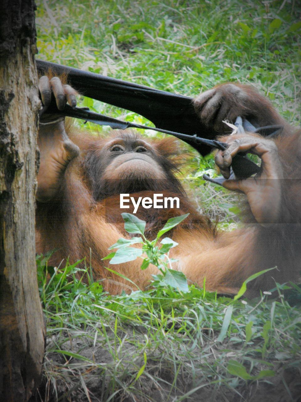 Close-up of tree trunk