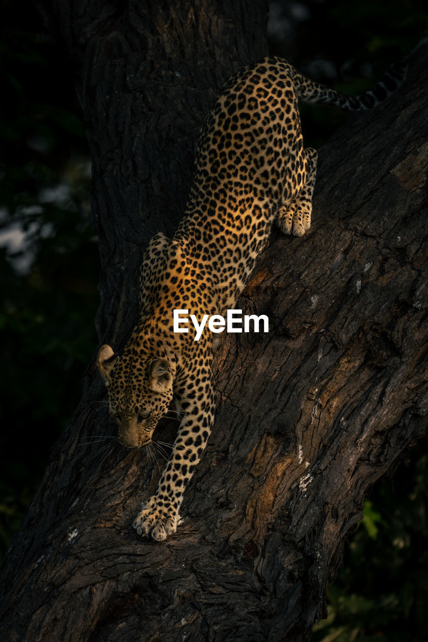 leopard sitting on tree trunk