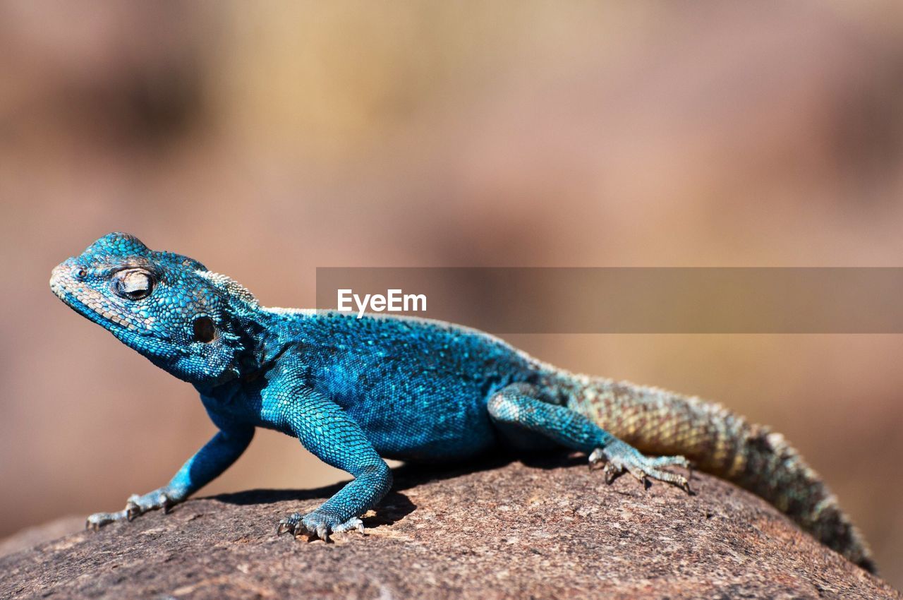 Close-up of chameleon on rock