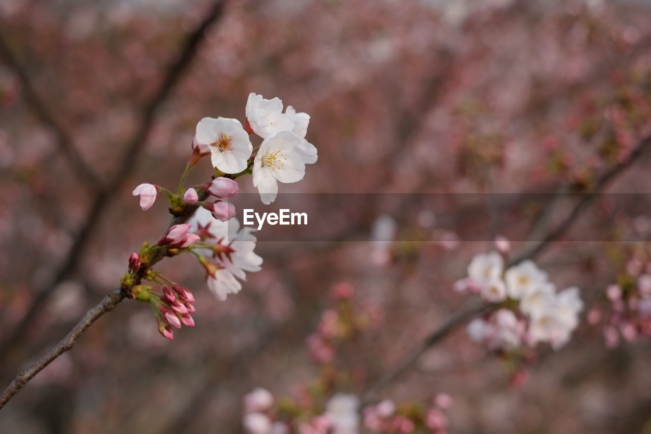 CLOSE-UP OF CHERRY BLOSSOM