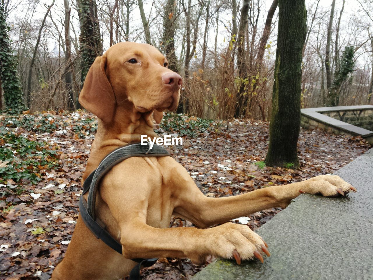 CLOSE-UP OF DOG BY TREE IN FOREST