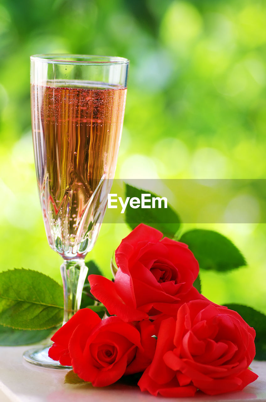 Close-up of glass of champagne with red rose on table