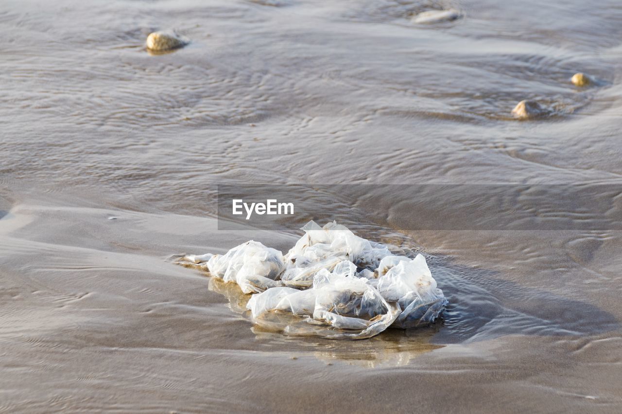 high angle view of dead fish on beach