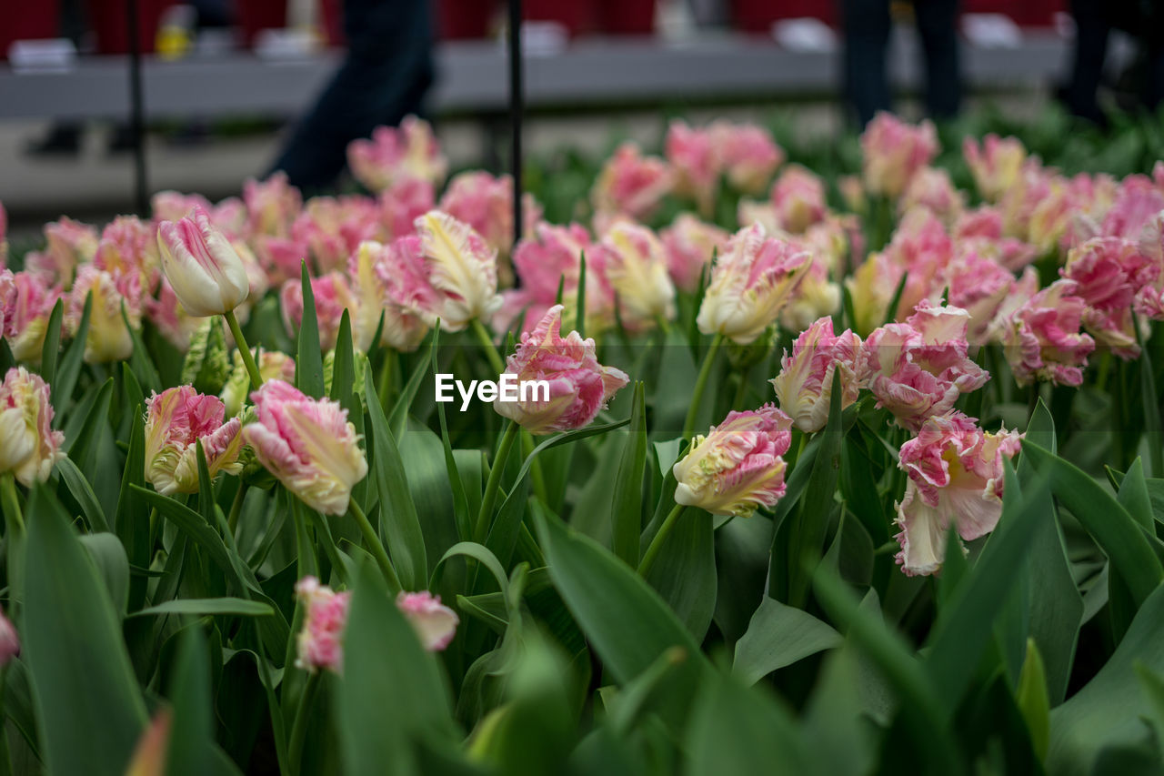 CLOSE-UP OF PINK FLOWERING PLANTS IN SUNLIGHT