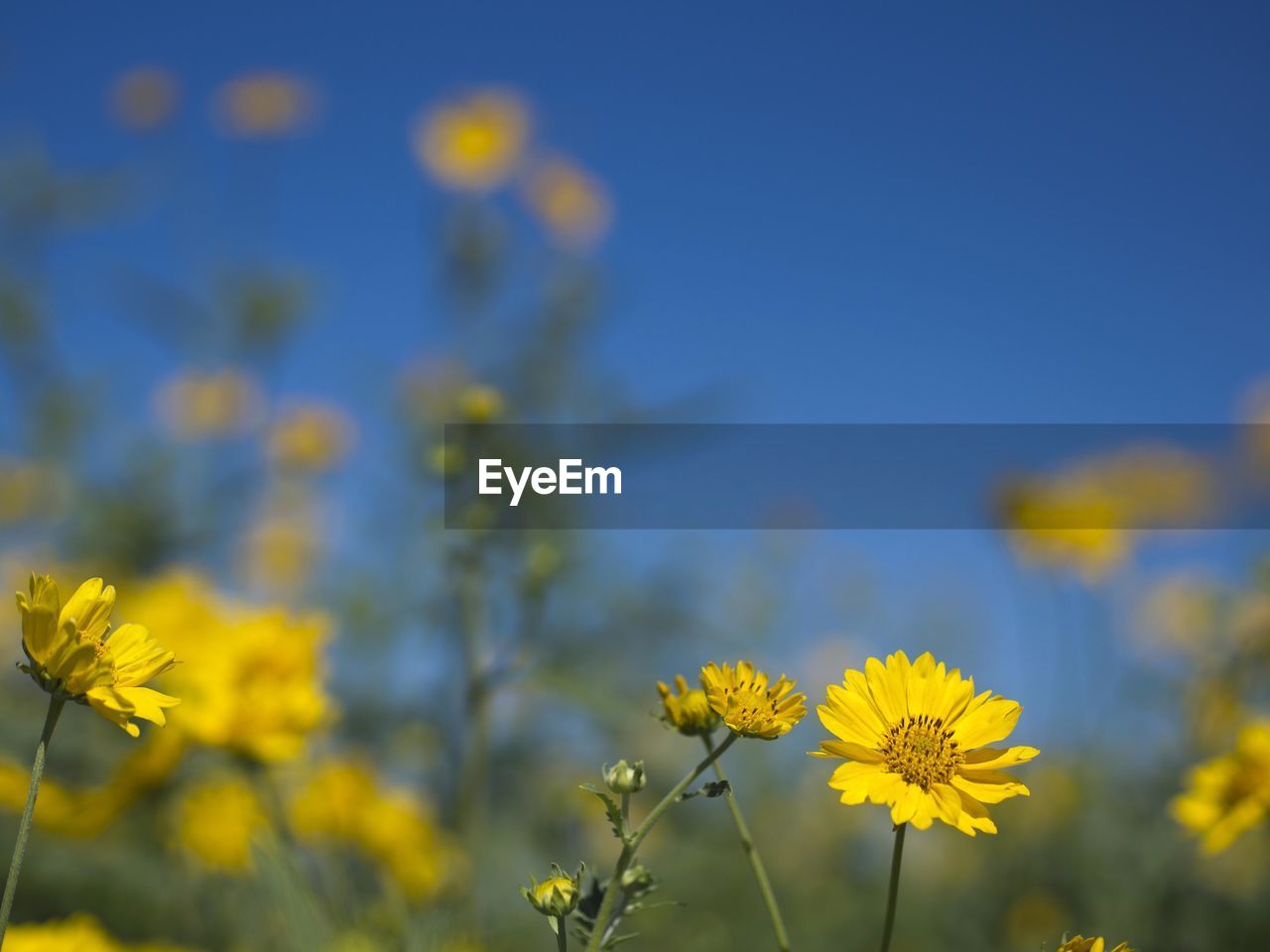 Close-up of yellow flowering plants on field against sky